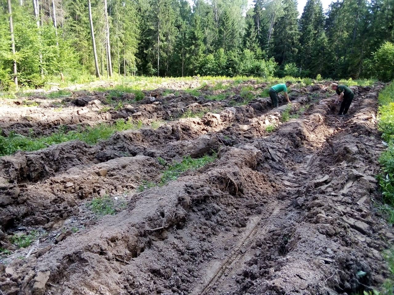 Пресс-центр | Государственное казенное учреждение Московской области  “Мособллес”